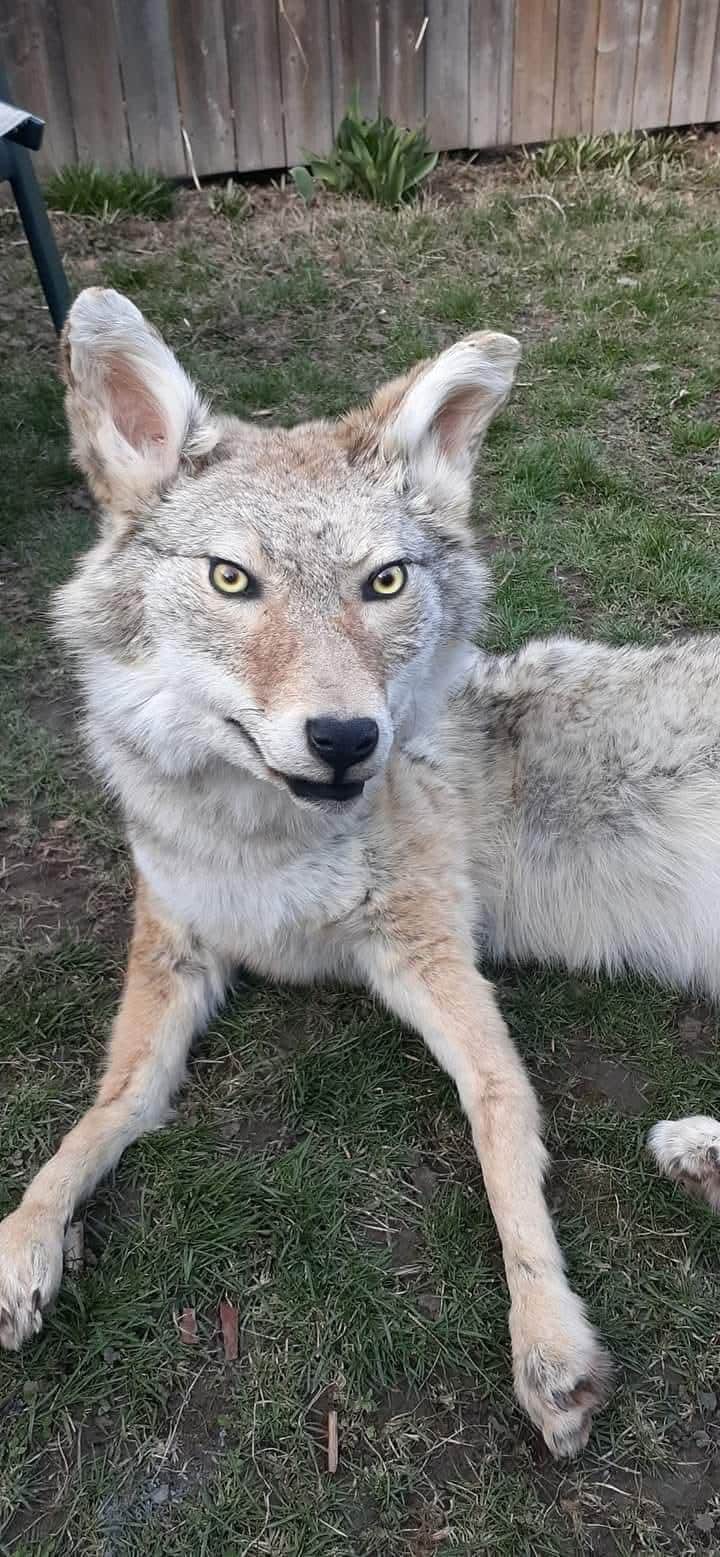 Fully posable soft mount coyote taxidermy