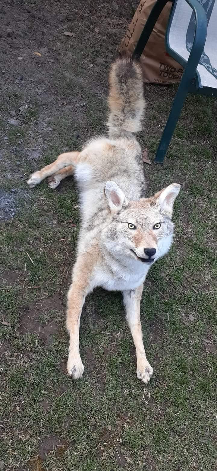 Fully posable soft mount coyote taxidermy