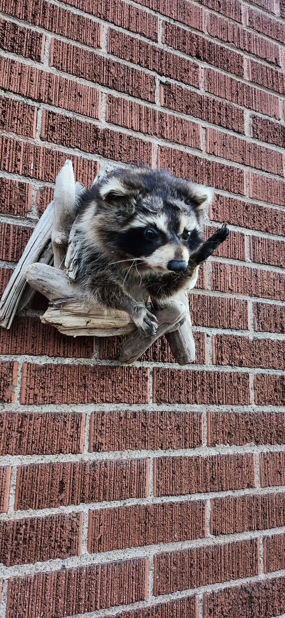Shoulder mount raccoon taxidermy with posable front feet