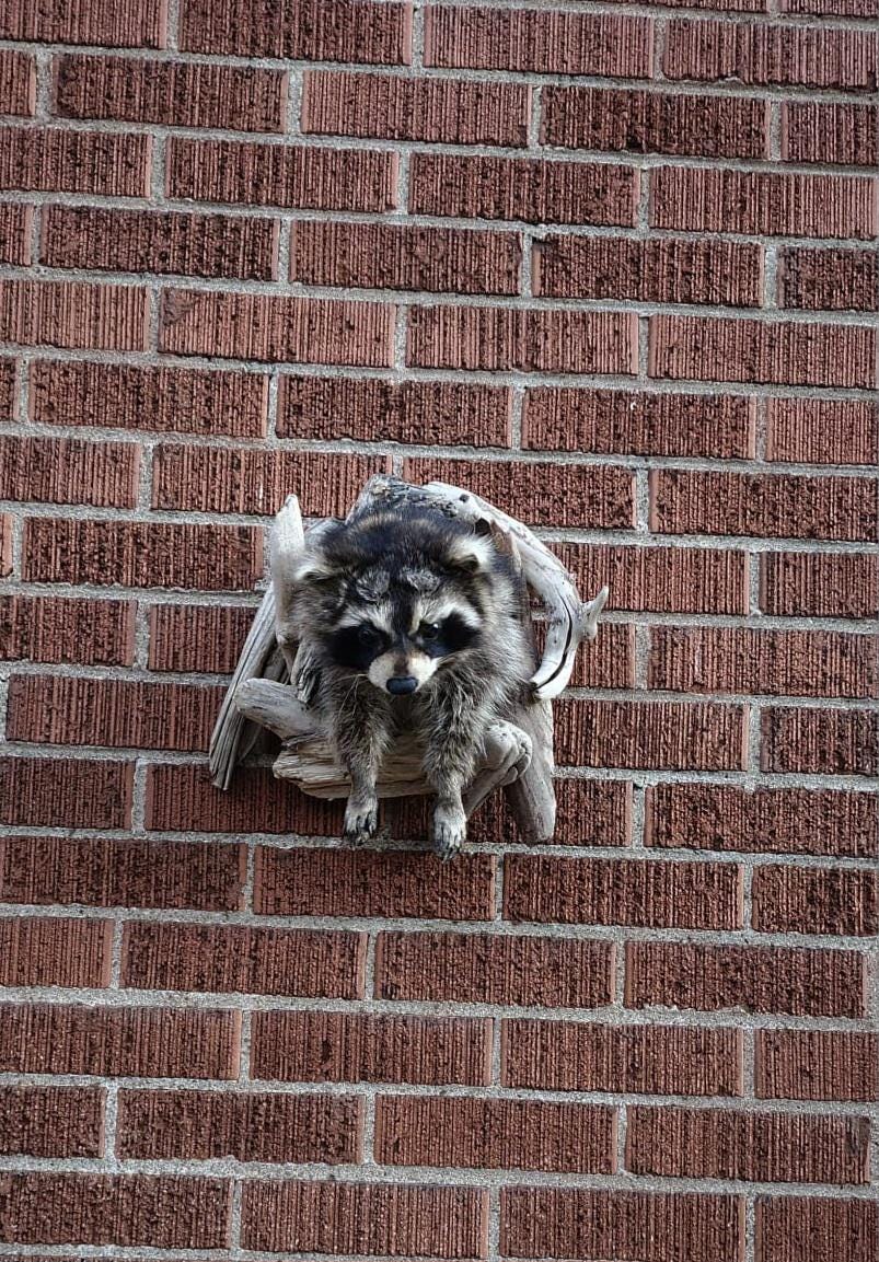 Shoulder mount raccoon taxidermy with posable front feet