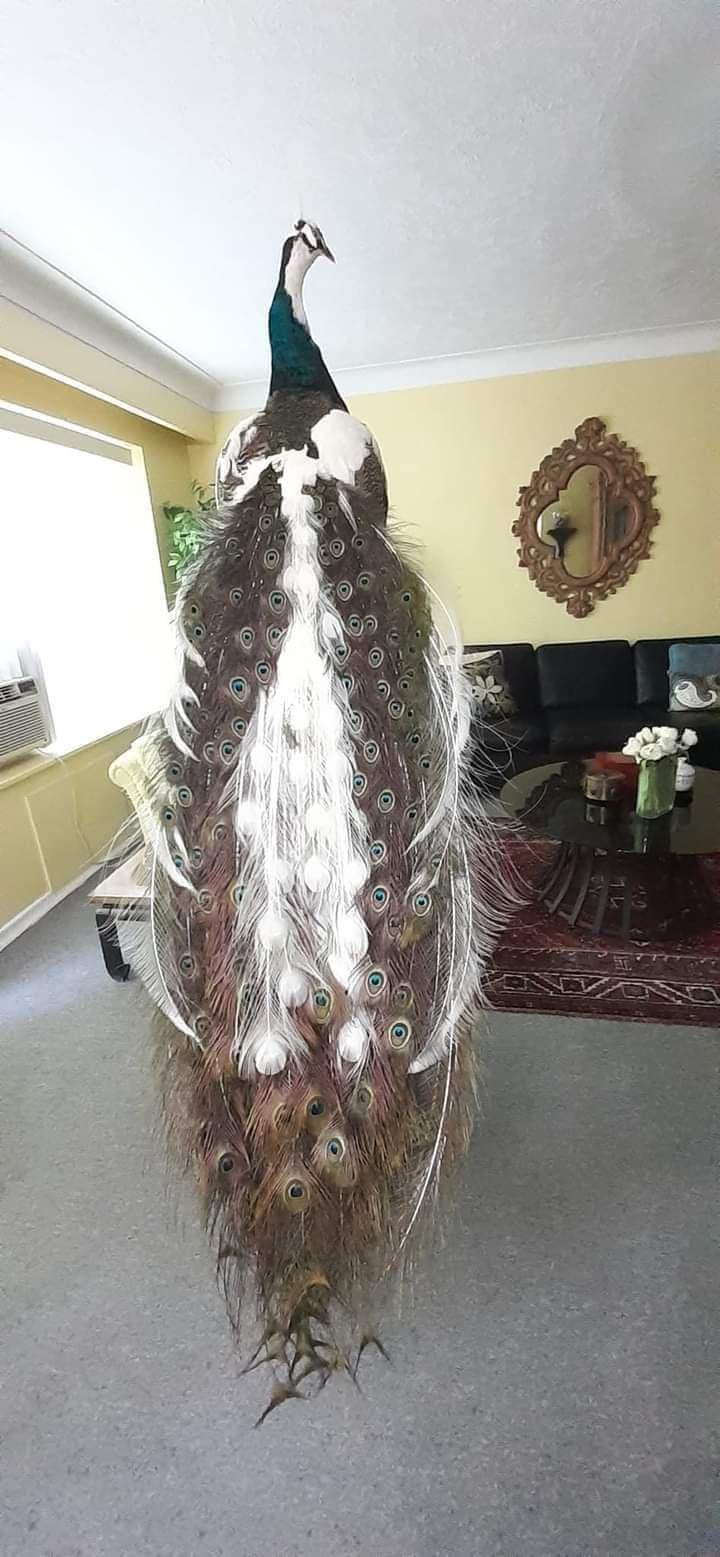 Standing peid peacock taxidermy