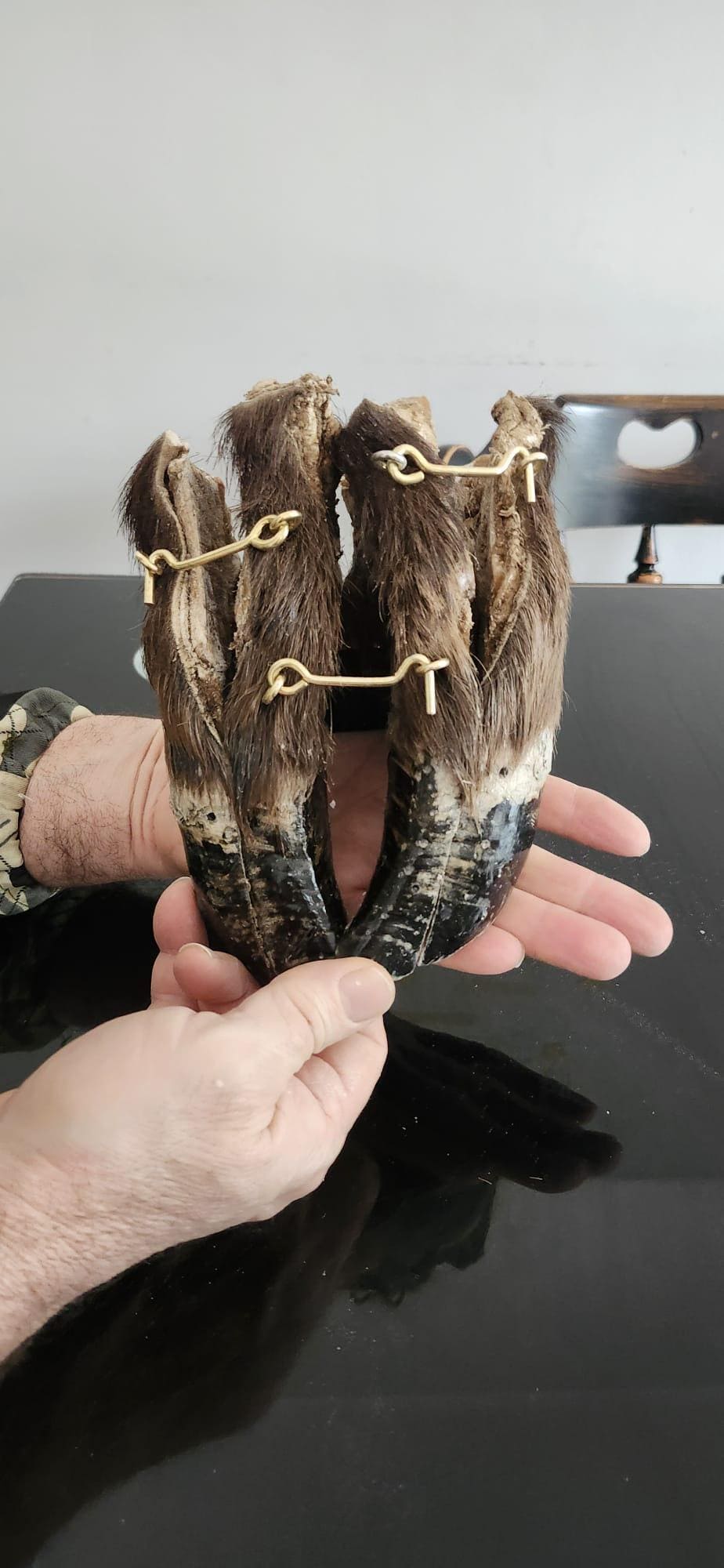 Bison/Buffalo hoof educational peice taxidermy