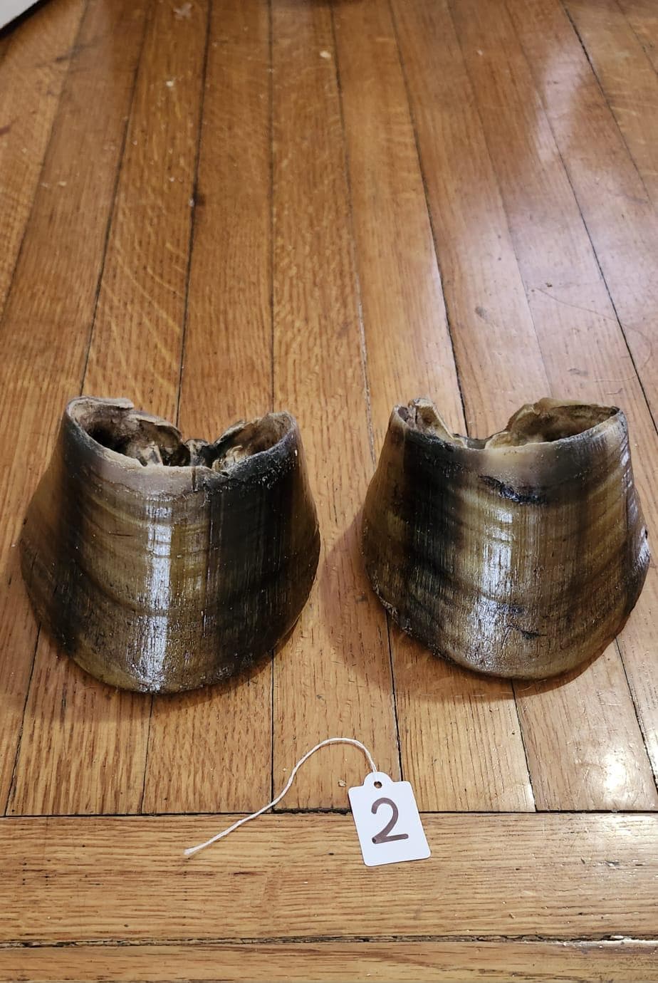 A pair of horse hooves taxidermy