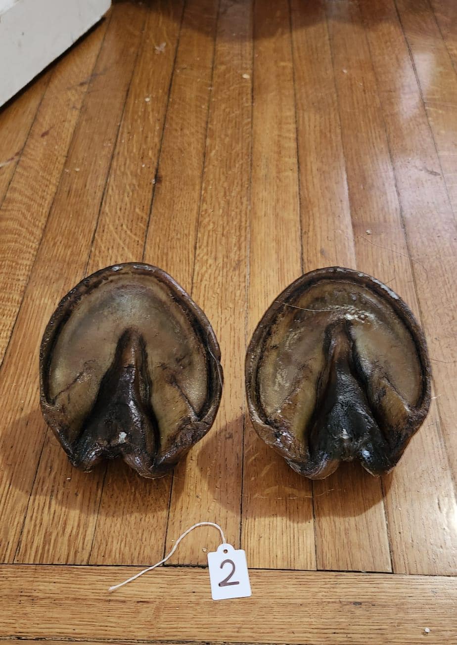 A pair of horse hooves taxidermy