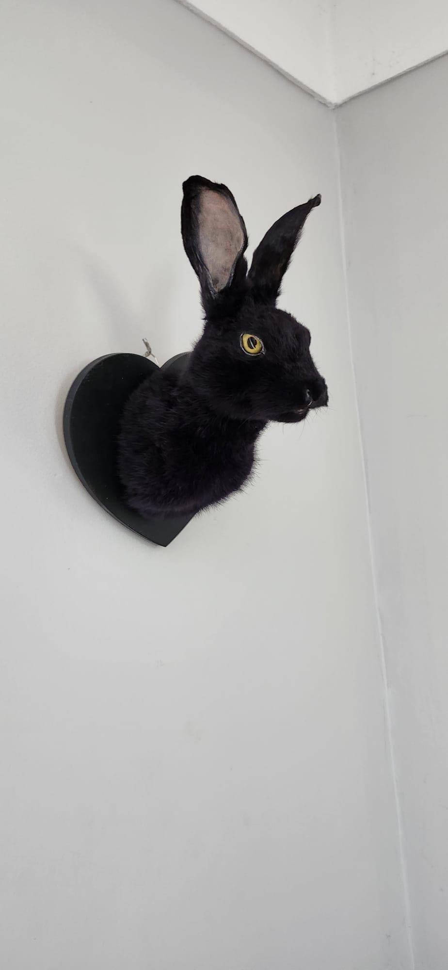 Shoulder mount black bunny, rabbit taxidermy