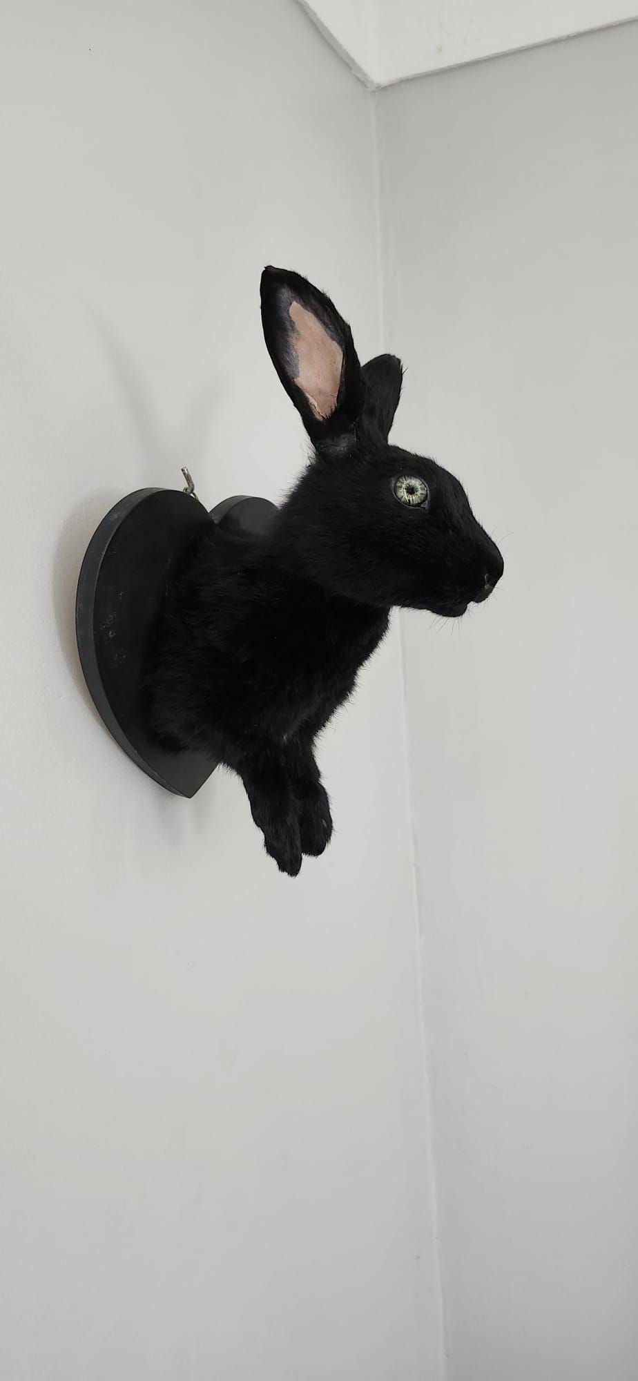 Shoulder mount black rabbit, bunny taxidermy