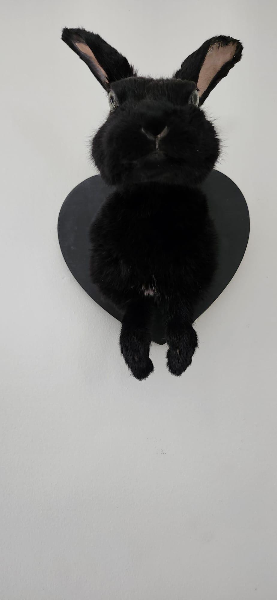 Shoulder mount black rabbit, bunny taxidermy
