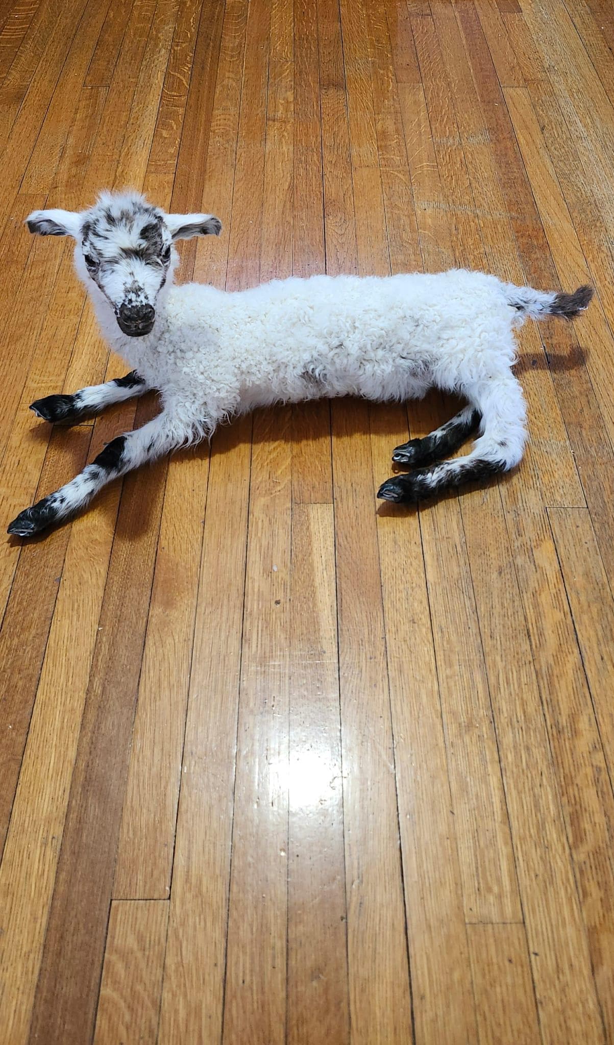 Fully posable soft mount baby lamb taxidermy, sheep taxidermy