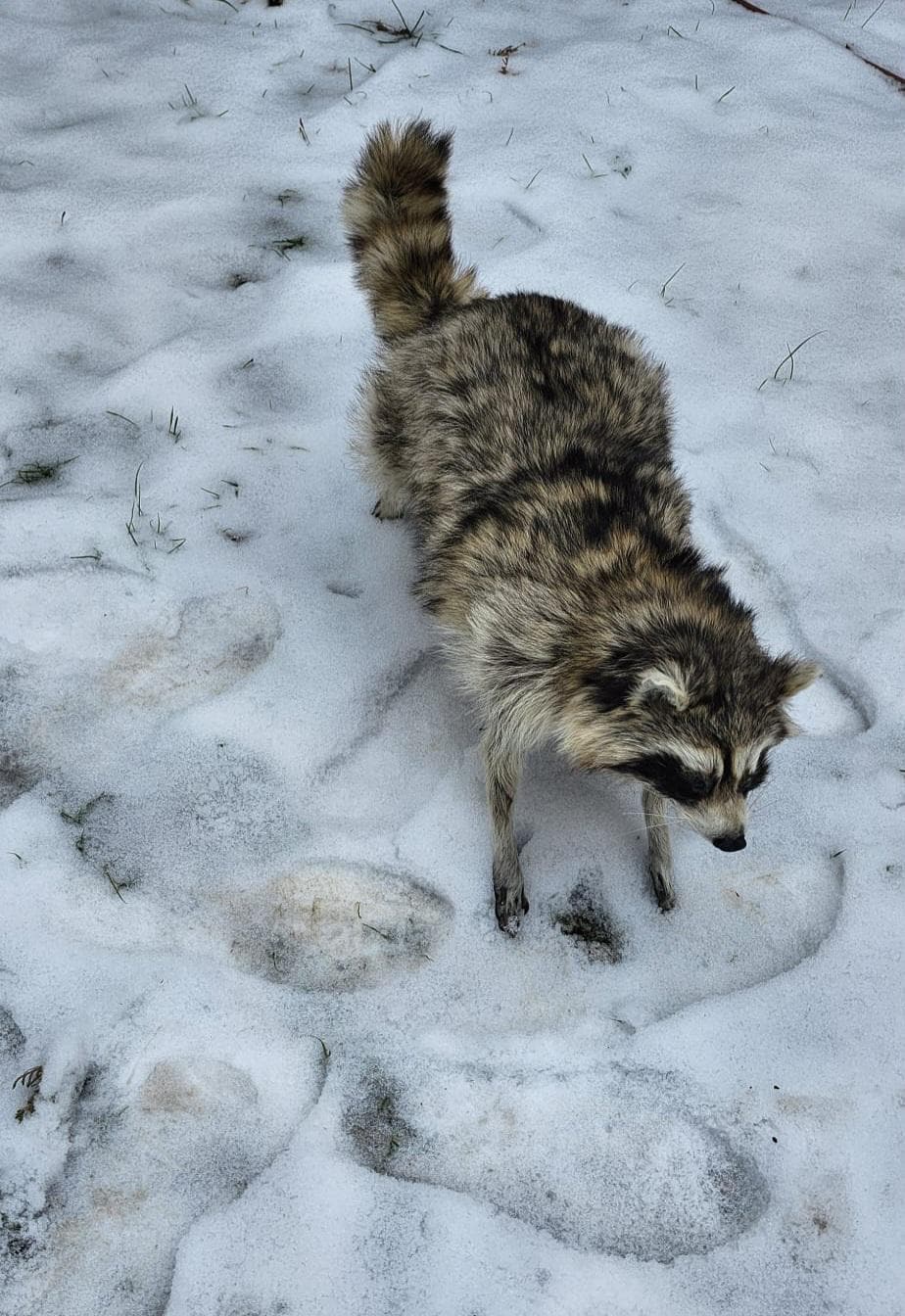 Fully posable soft mount raccoon taxidermy