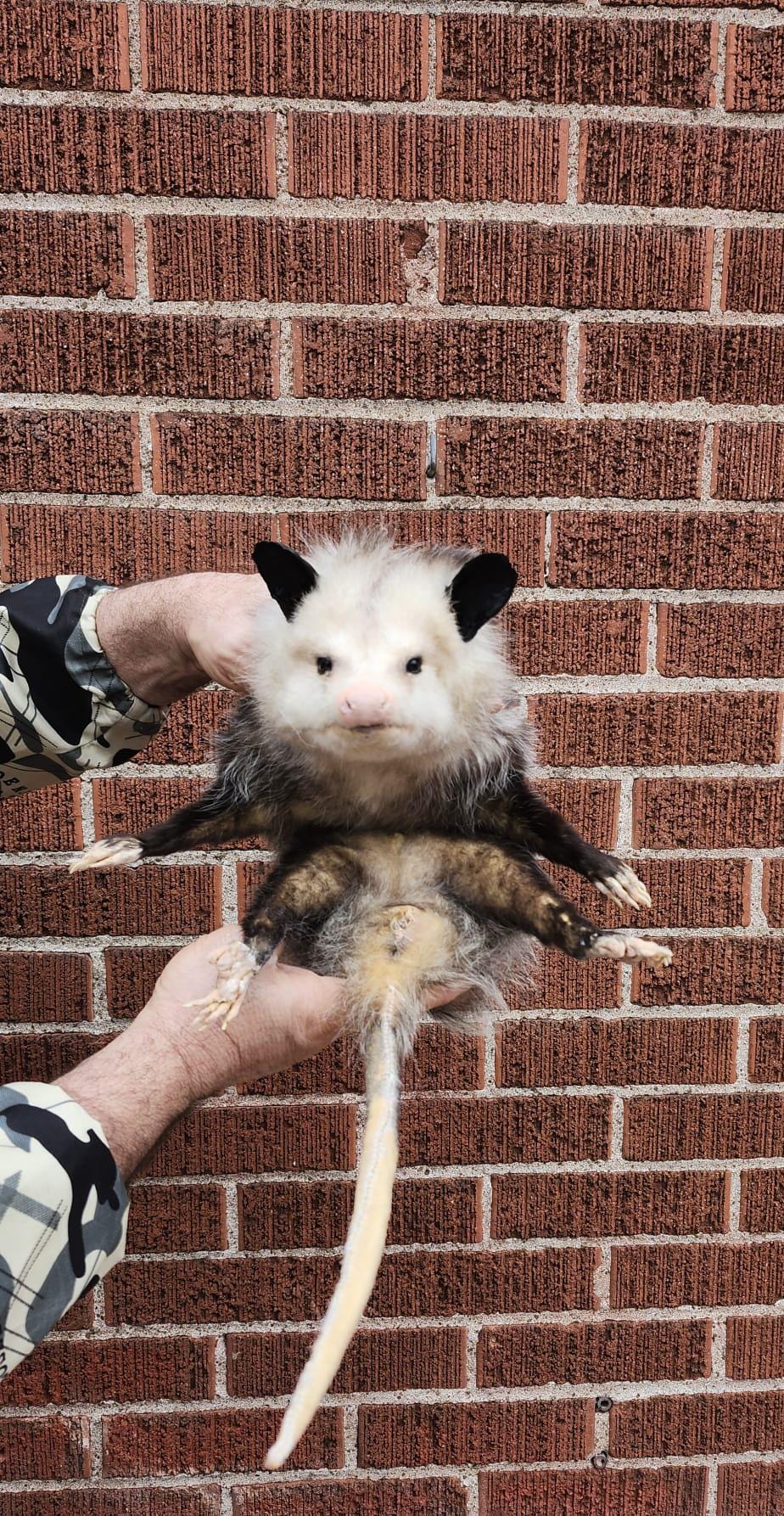 Soft mount Large opossum taxidermy