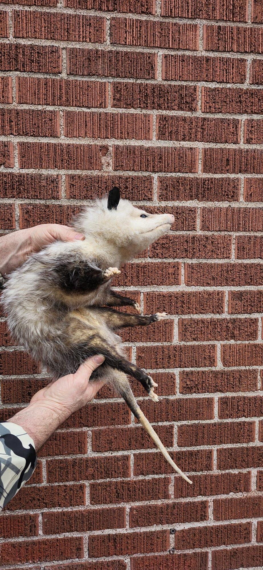 Soft mount Large opossum taxidermy