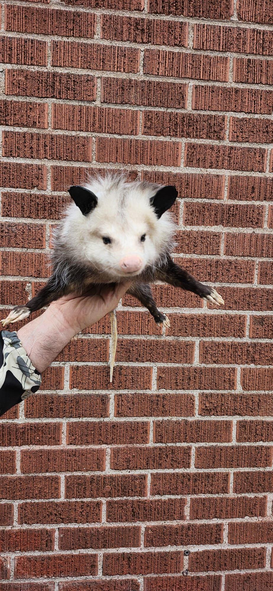 Soft mount Large opossum taxidermy