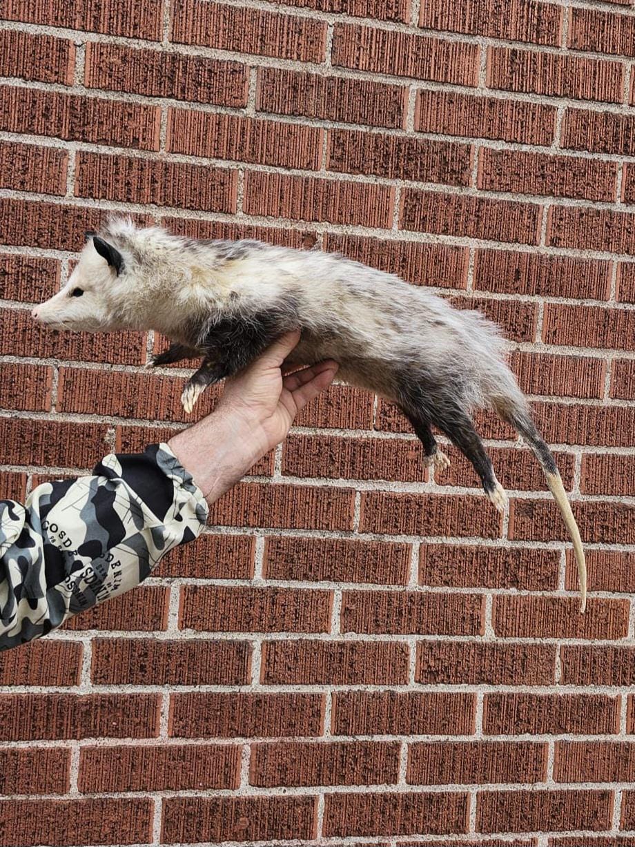 Soft mount Large opossum taxidermy