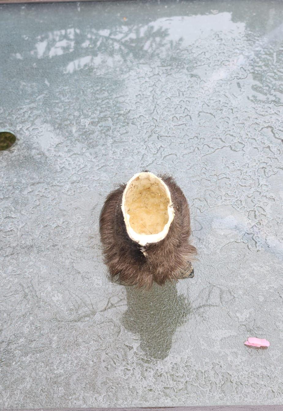 bison/ buffalo foot pencil holder
