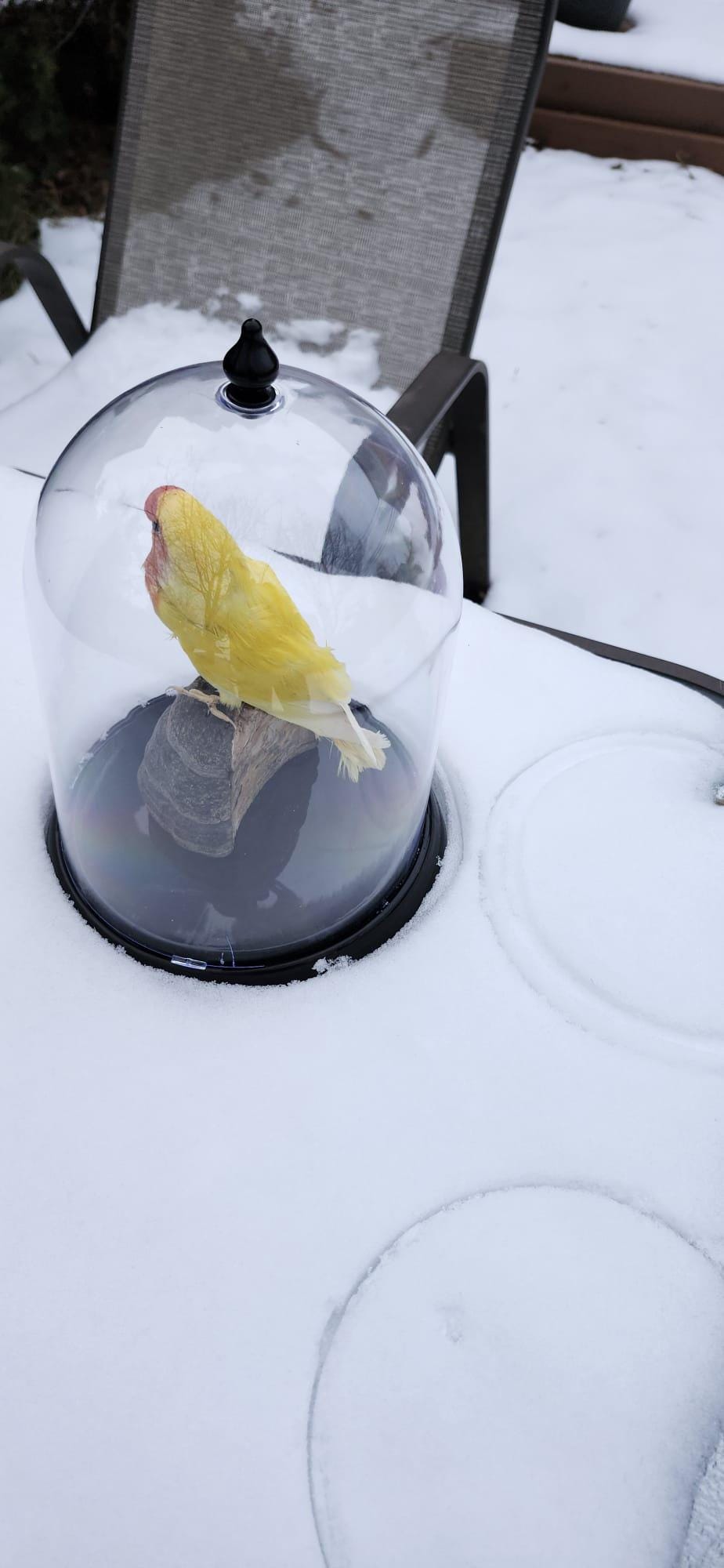 Love bird taxidermy in a dome