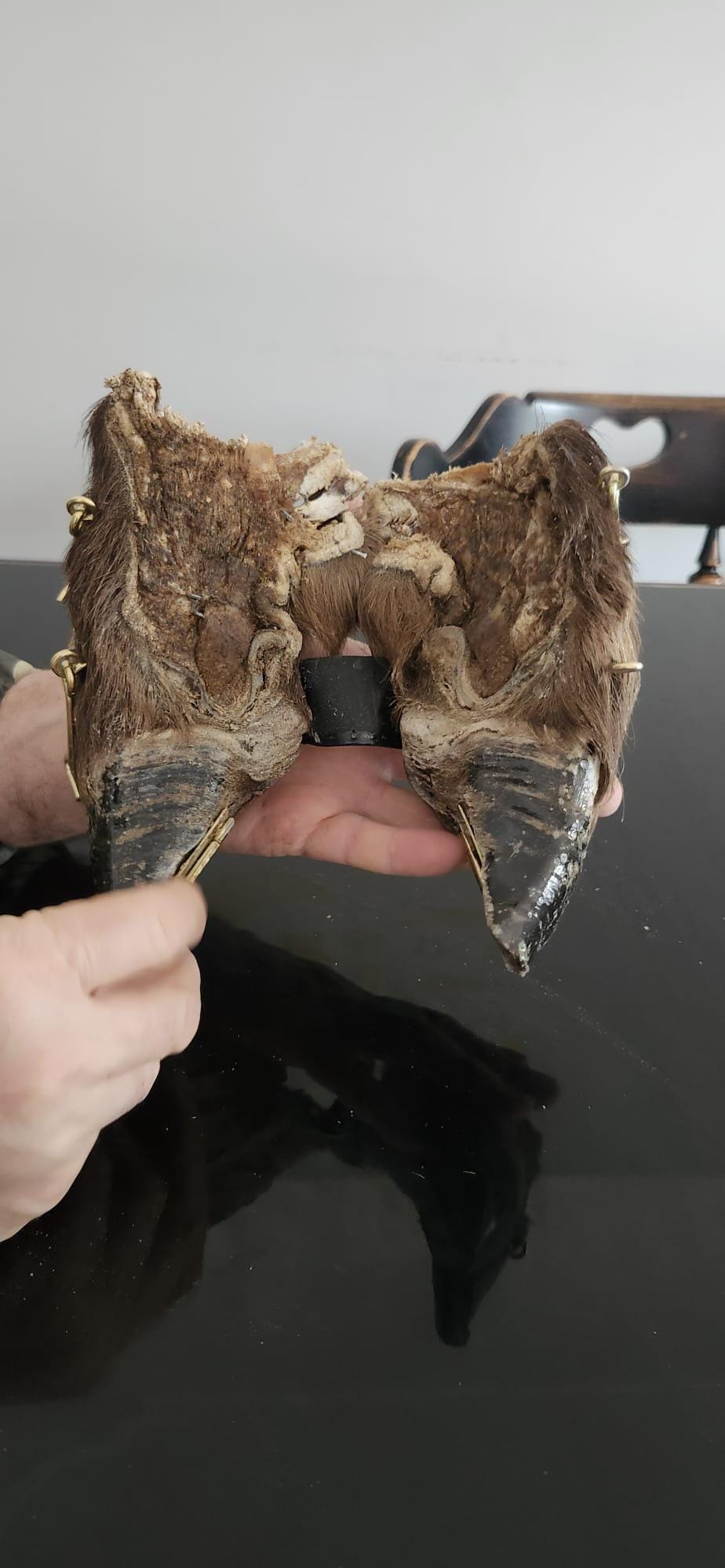 Bison/Buffalo hoof educational peice taxidermy