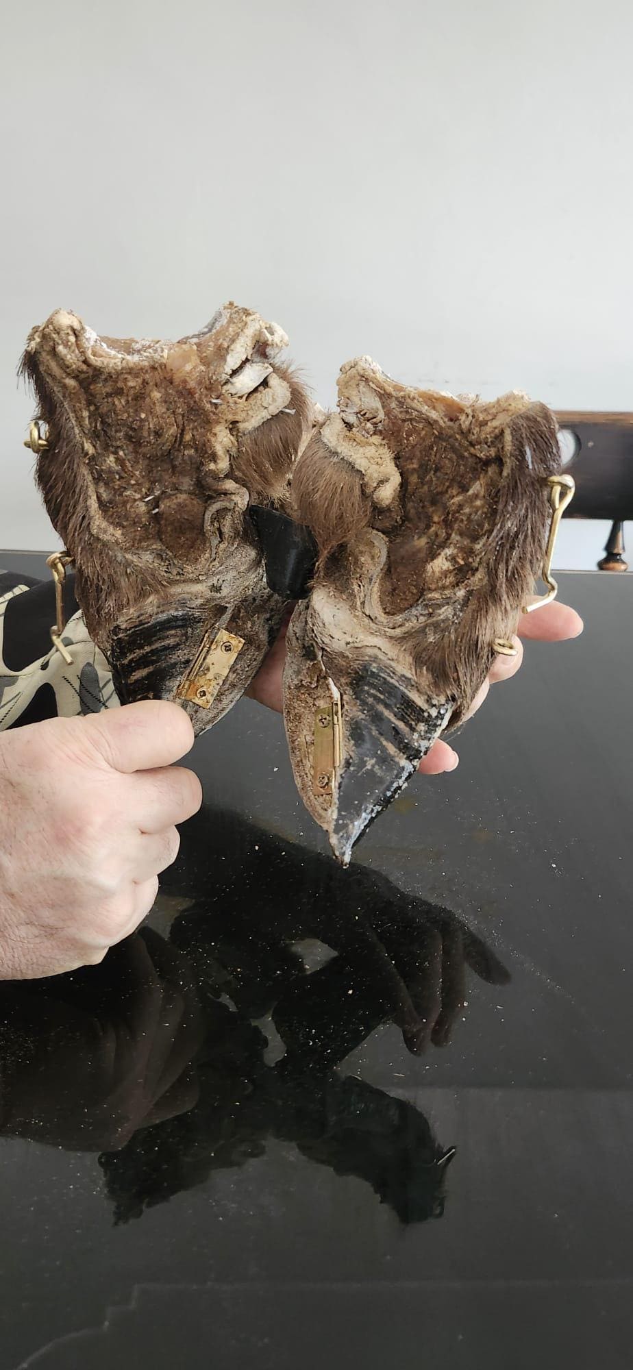 Bison/Buffalo hoof educational peice taxidermy