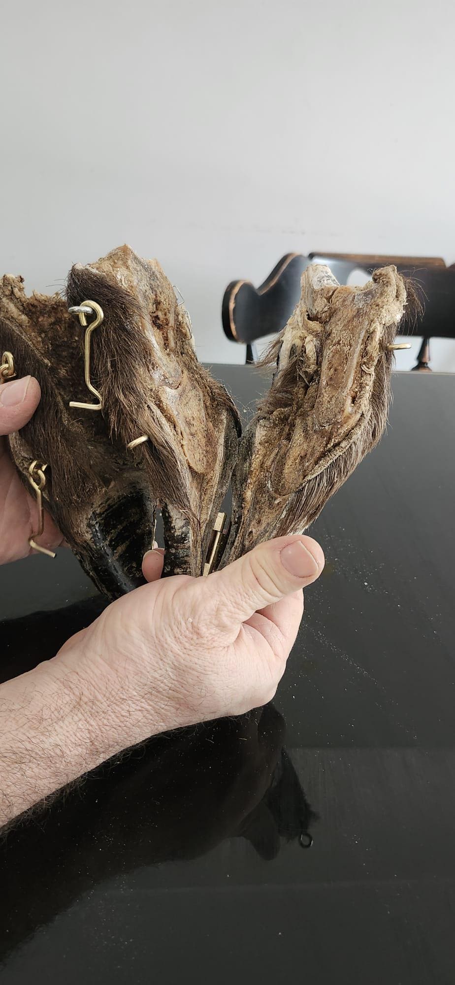 Bison/Buffalo hoof educational peice taxidermy