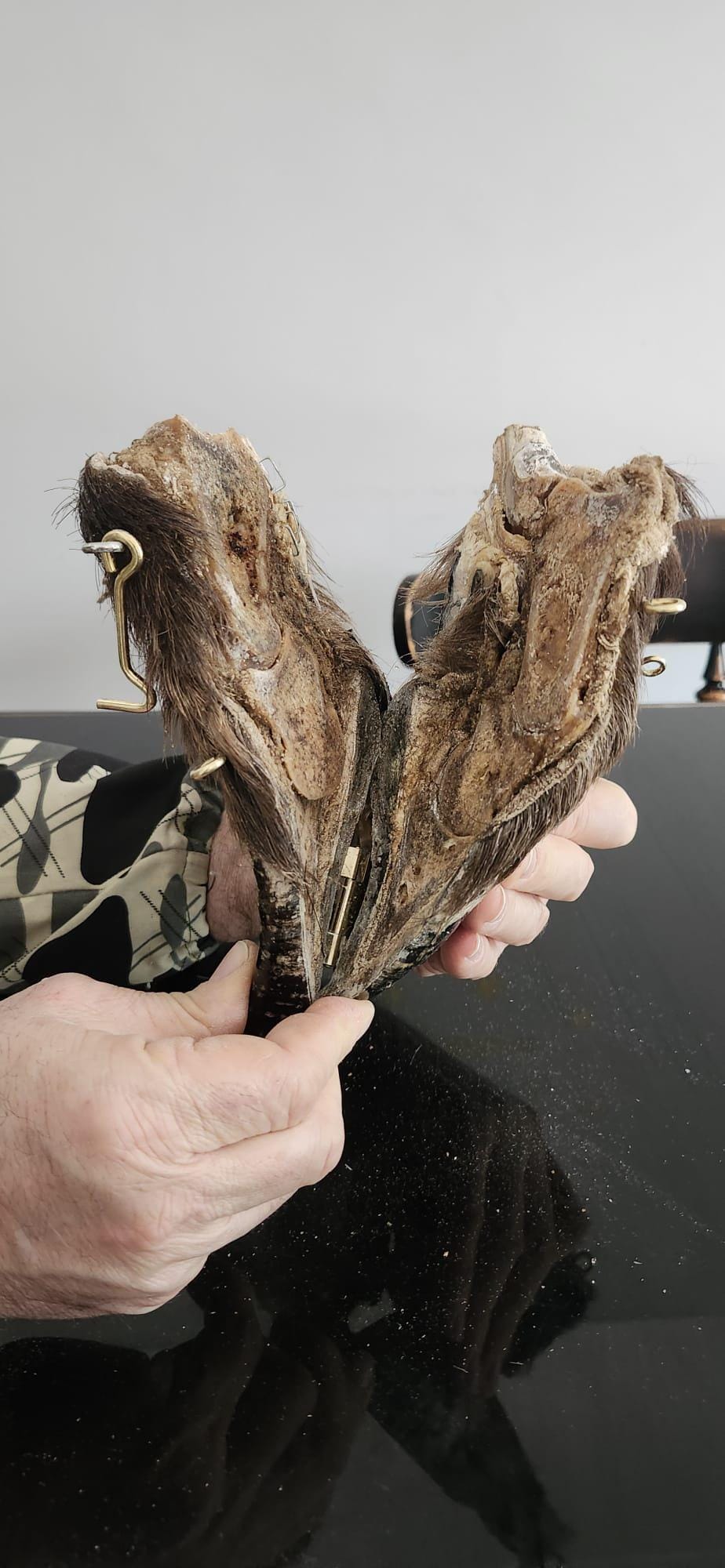 Bison/Buffalo hoof educational peice taxidermy