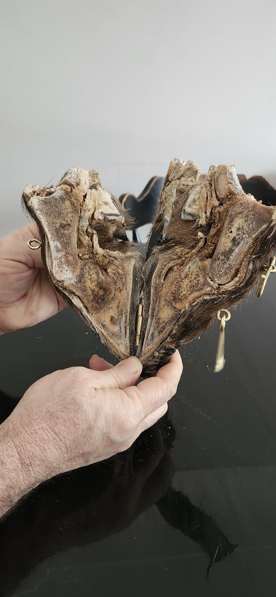 Bison/Buffalo hoof educational peice taxidermy