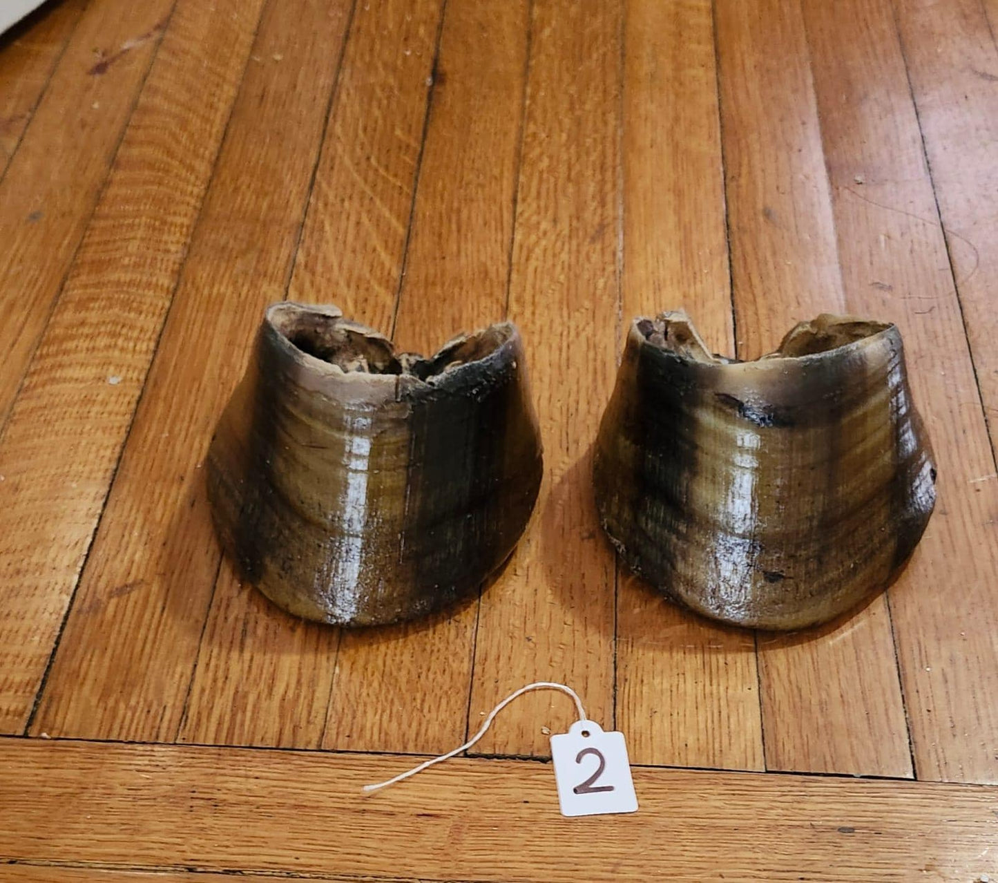 A pair of horse hooves taxidermy