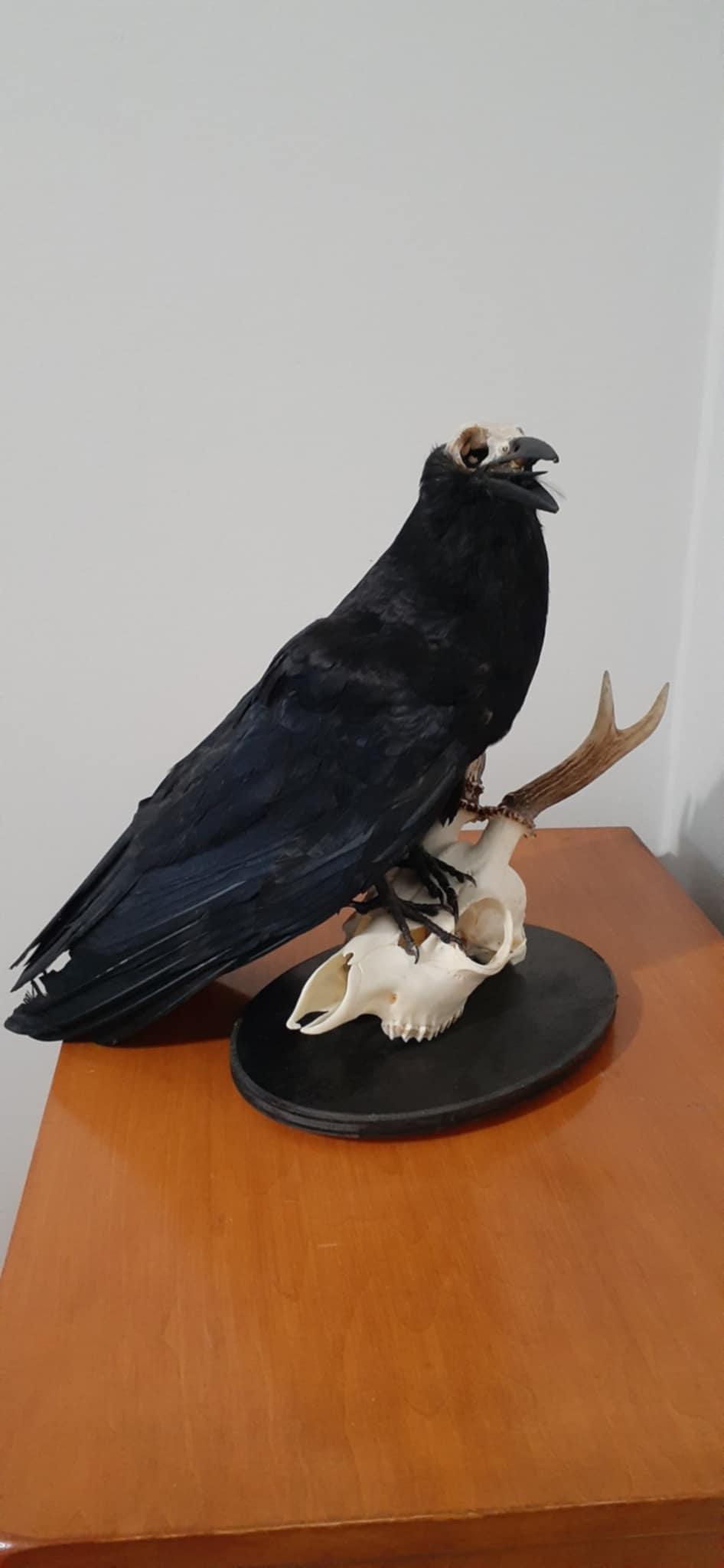 Carrion crow taxidermy with skull exposed standing on a real roe deer skull