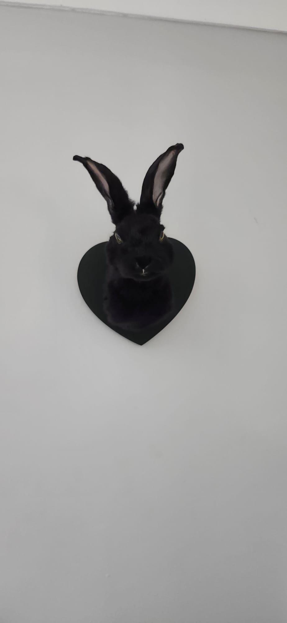 Shoulder mount black bunny, rabbit taxidermy