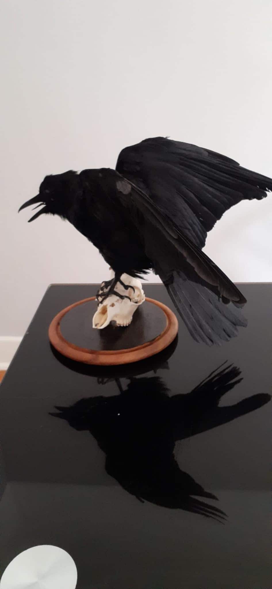 Standing carrion crow taxidermy standing on a real roe deer skull