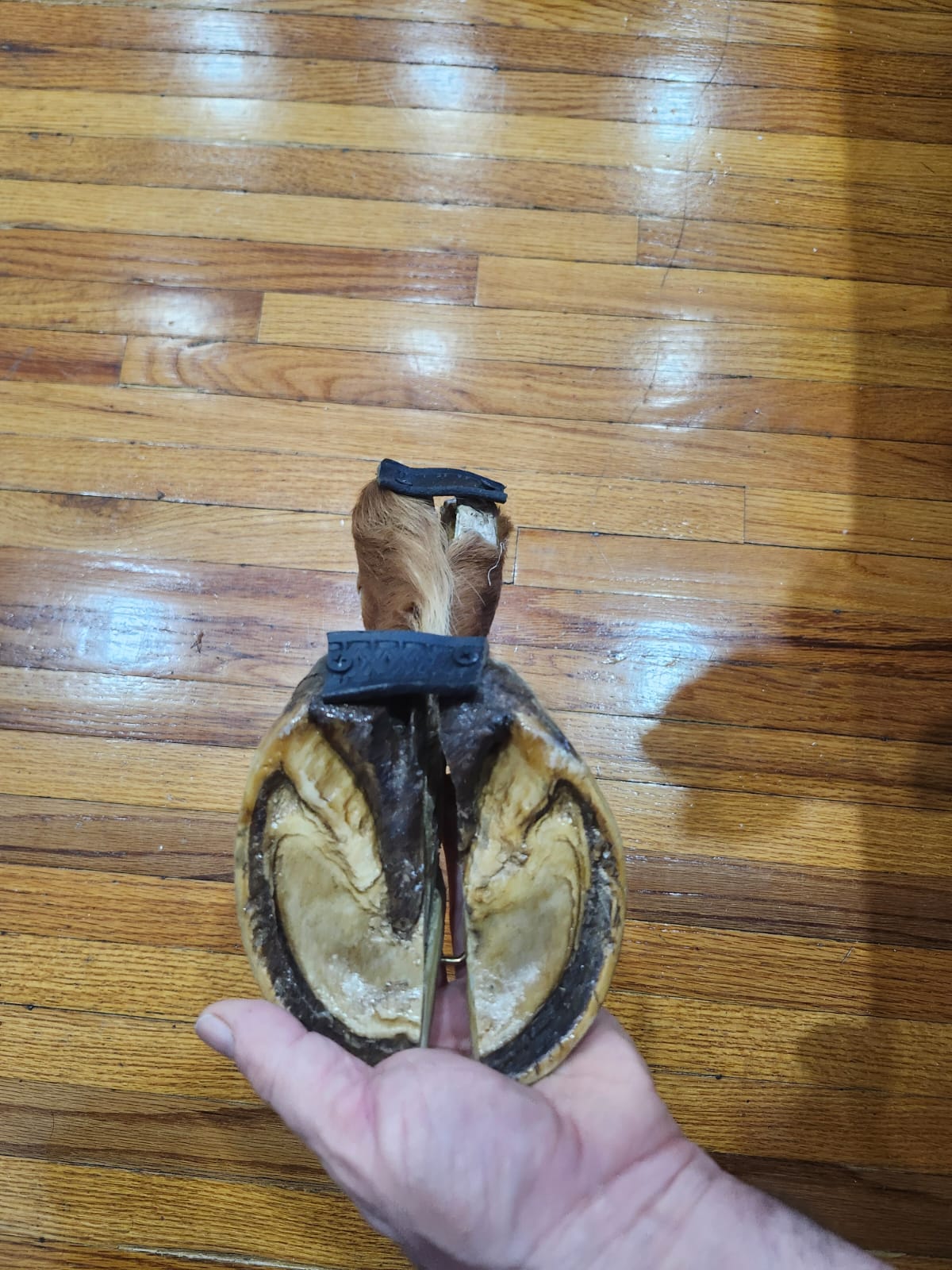 Educational horse hoof taxidermy