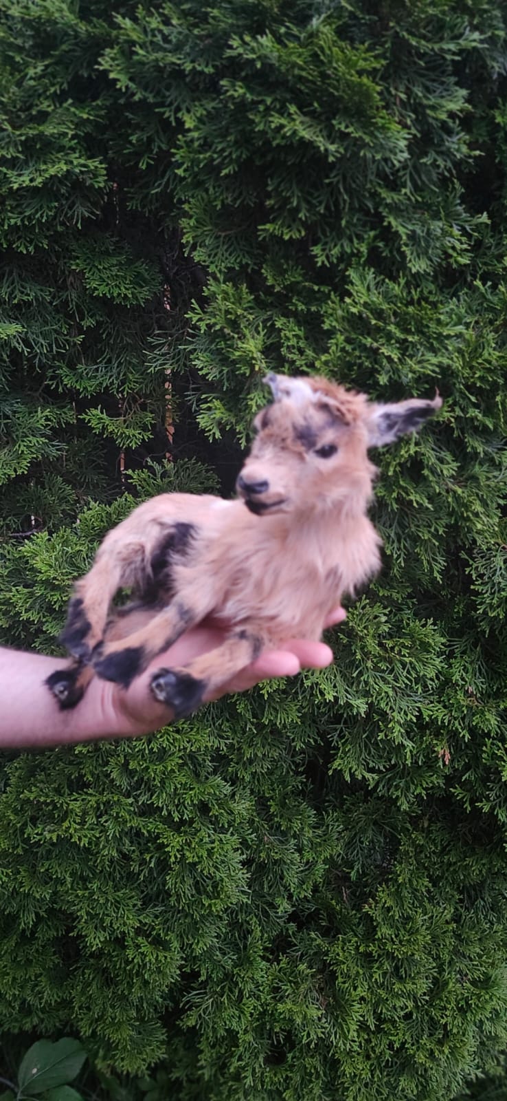 Fully Posable soft mount baby goat, lamb, sheep taxidermy