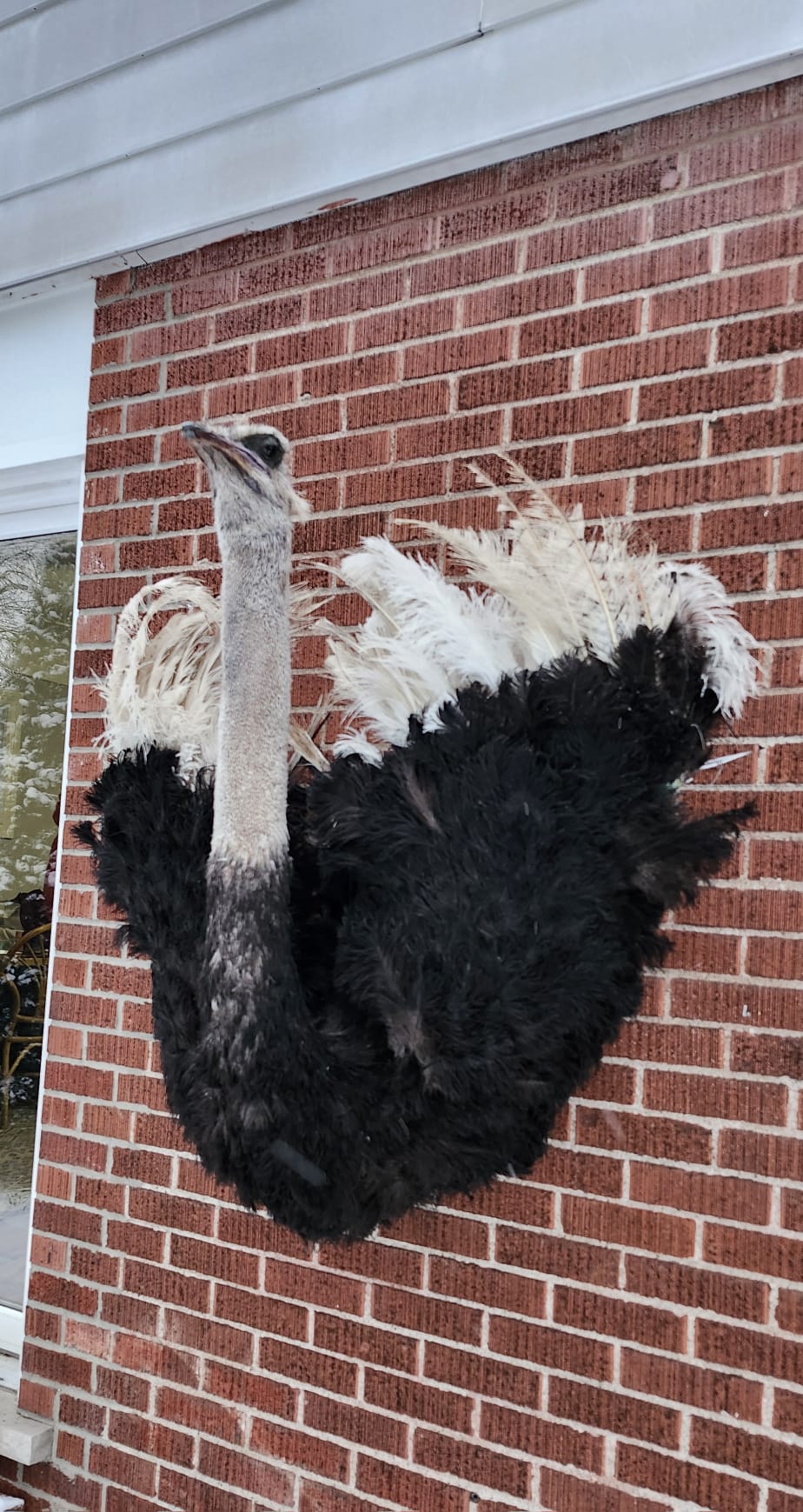 Wall mounted ostrich taxidermy