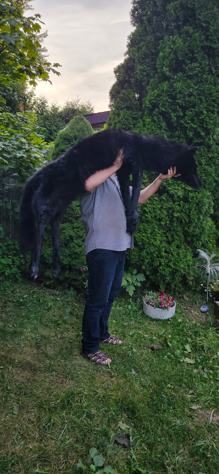 Floppy soft mount black wolf taxidermy