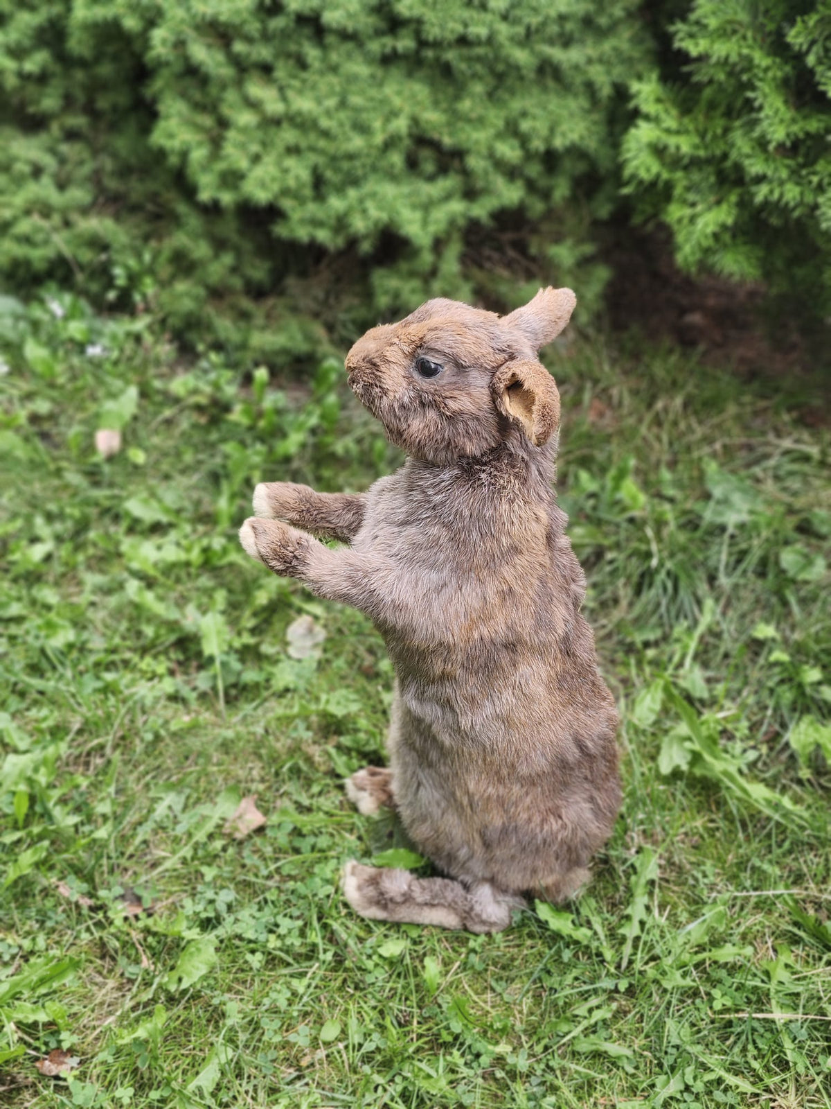 Fully Posable soft mount XXL rabbit taxidermy
