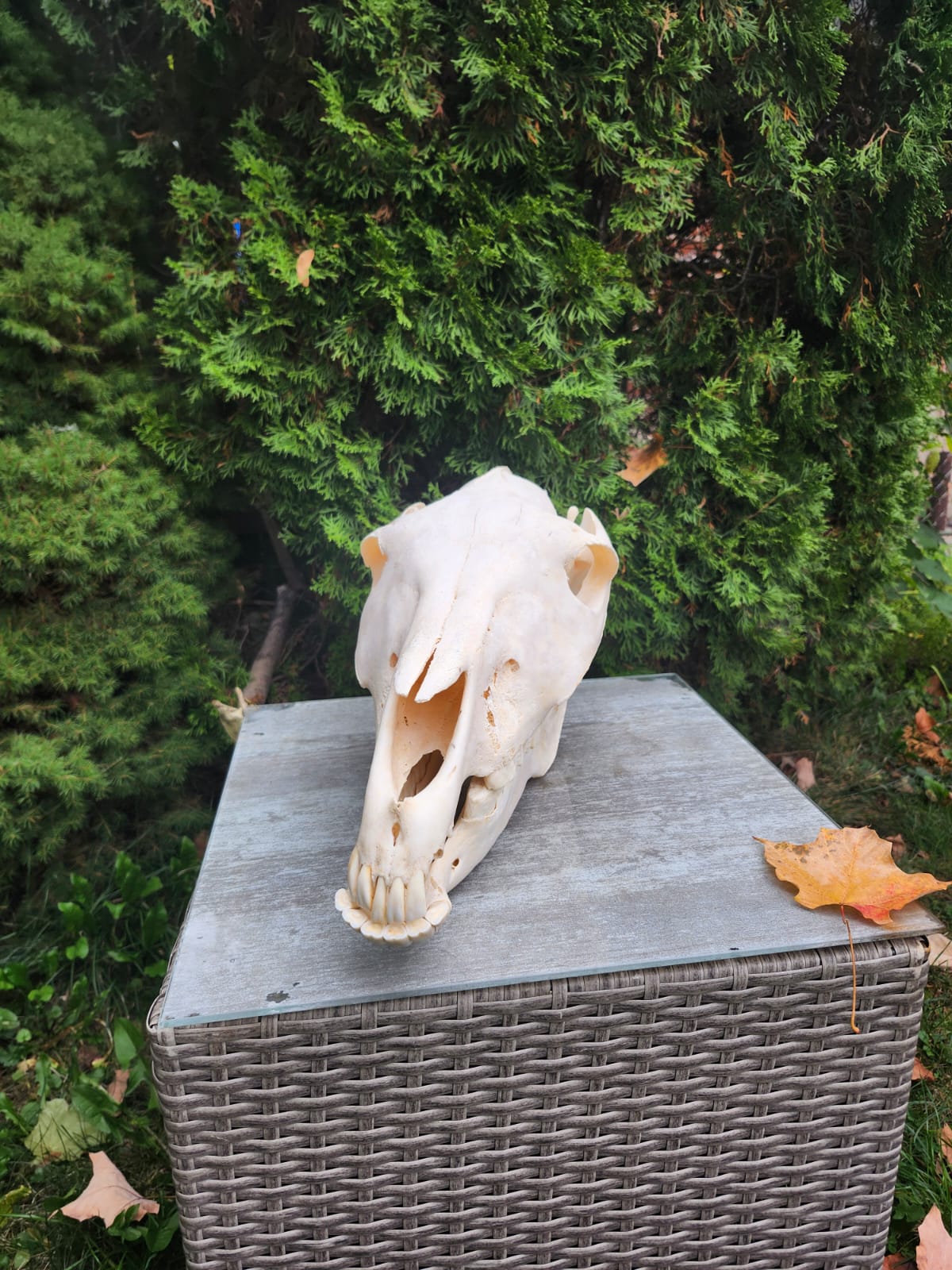 Donkey skull taxidermy