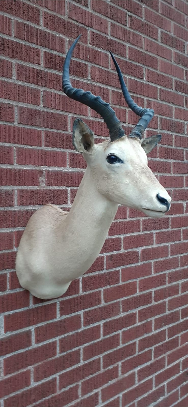 Shoulder mount impala deer taxidermy