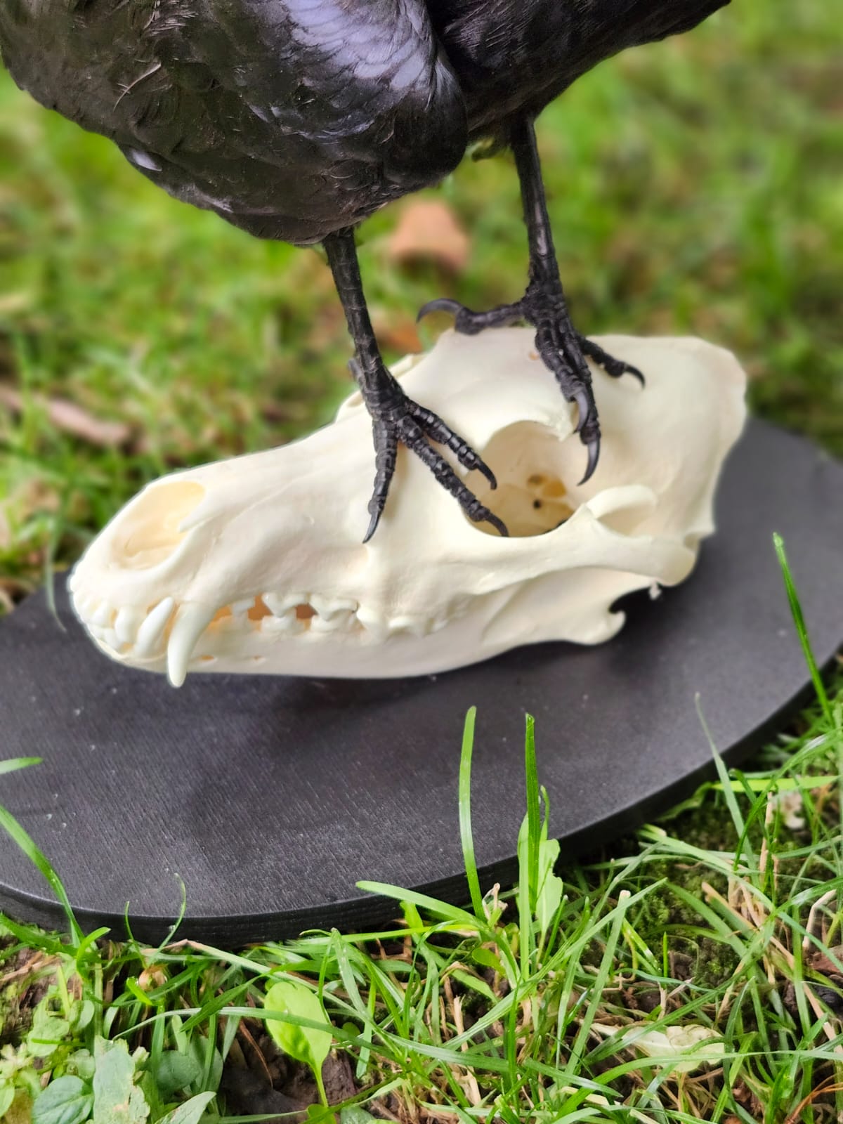Carrion Crow taxidermy with skull exposed standing on a coyote skull