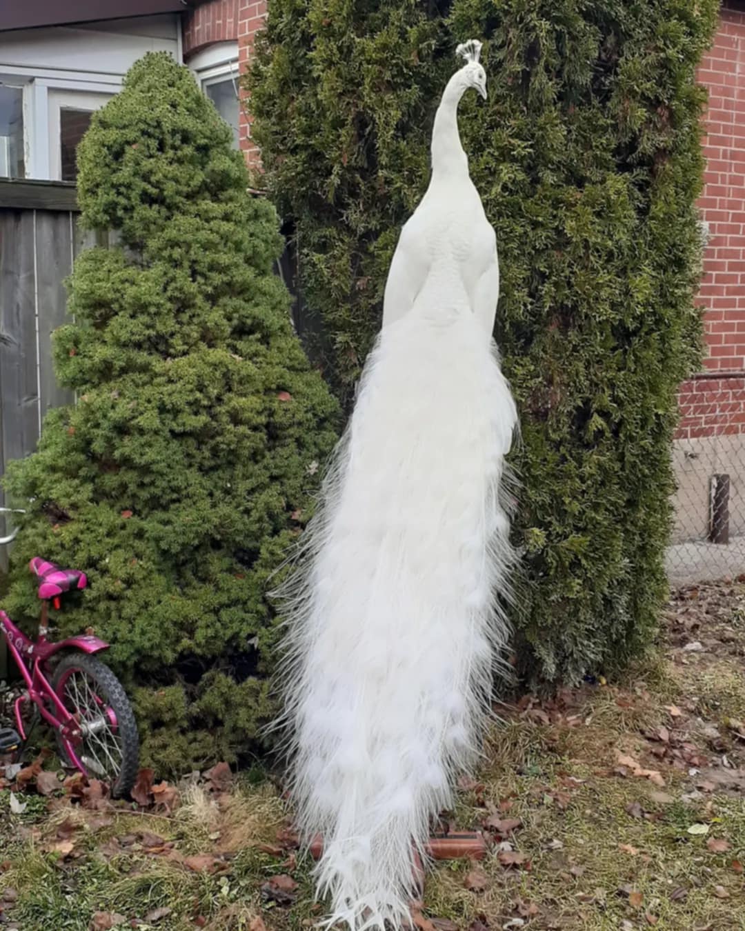 White full tail peacock taxidermy
