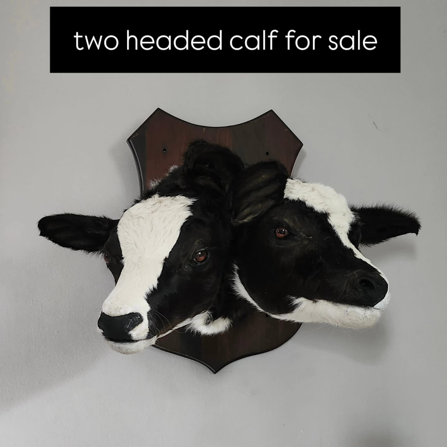 Two headed black and white shoulder mount calf taxidermy