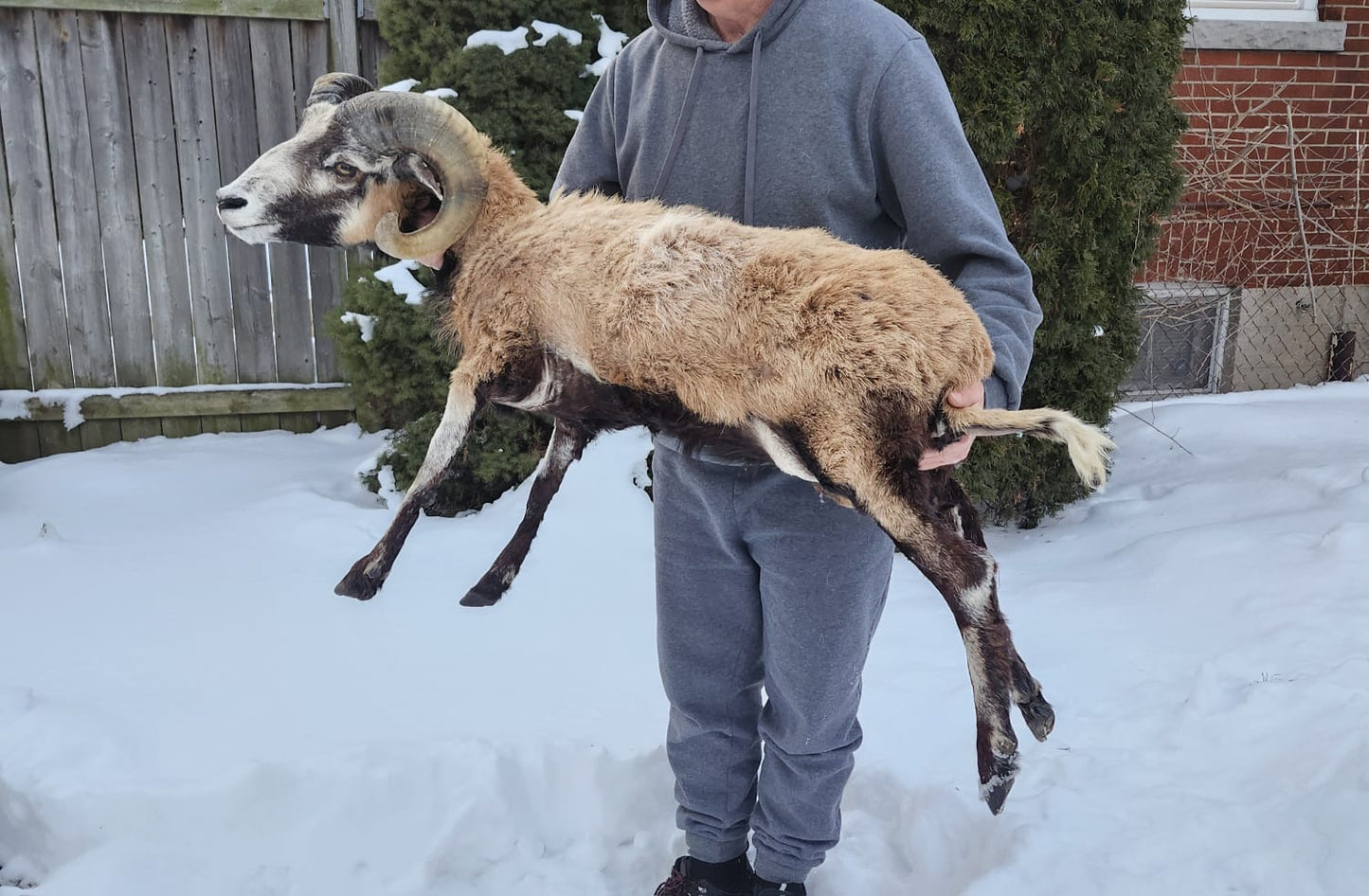 Soft mount blackbelly sheep with large horns