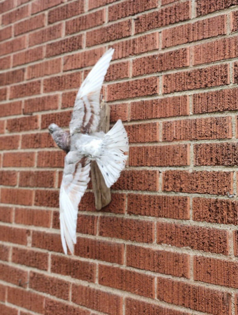 Flying wall mounted pigeon taxidermy