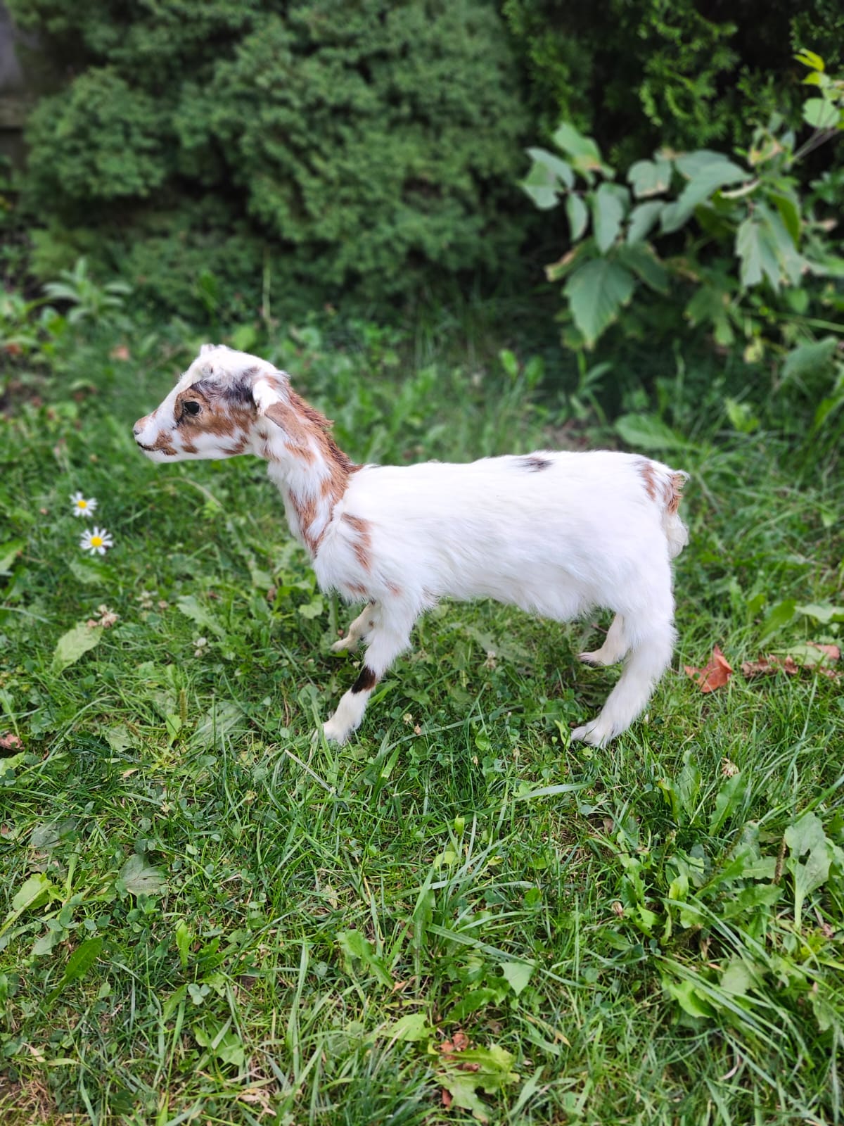 Fully posable soft mount baby goat taxidermy