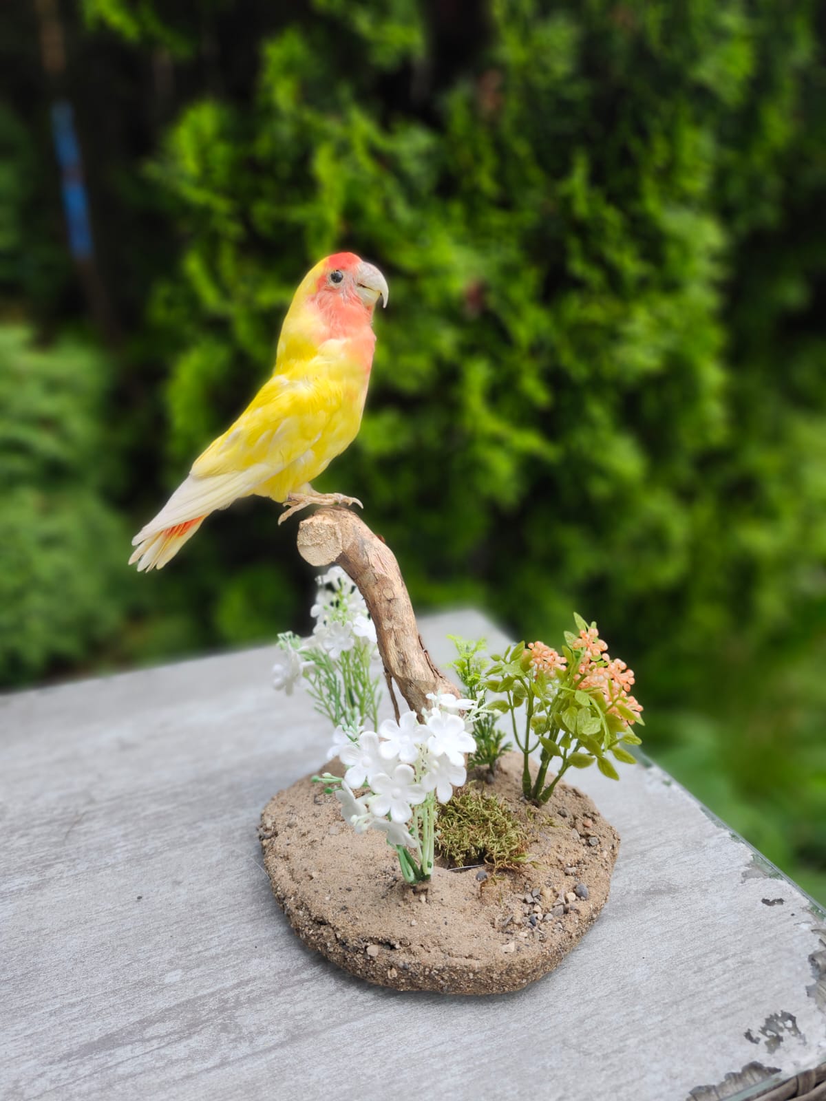 Standing love bird taxidermy