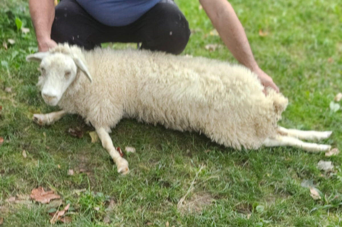 Soft mount white sheep taxidermy