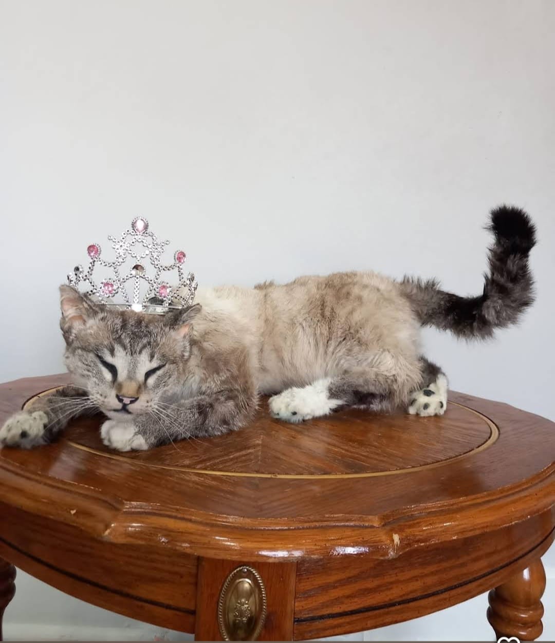Pet cat taxidermy services