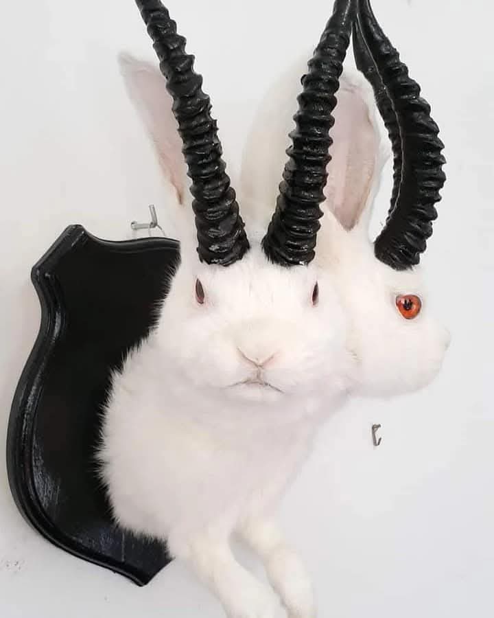 Two headed white jackalope taxidermy
