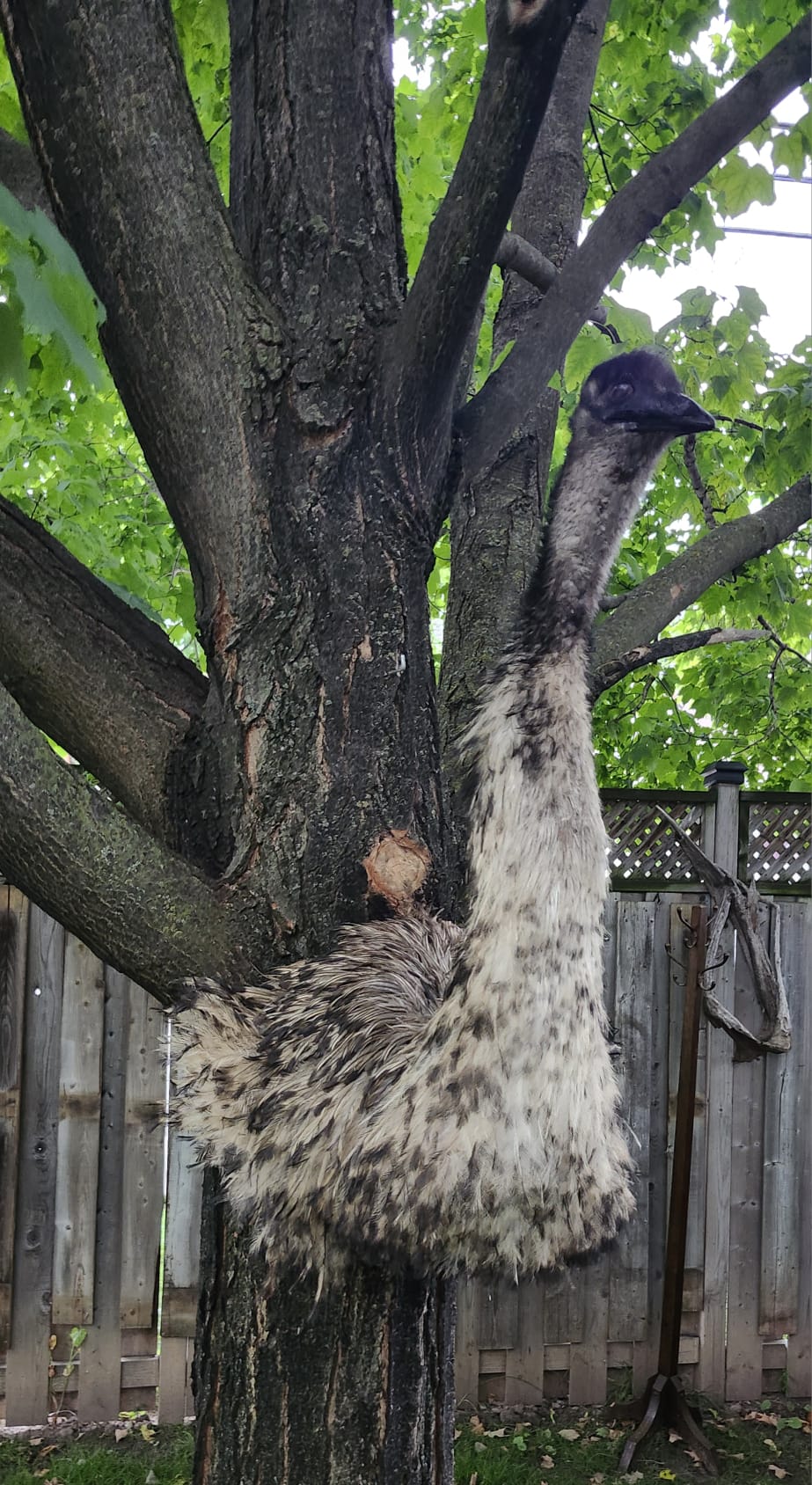 Shoulder mount, half body emu taxidermy, large bird taxidermy