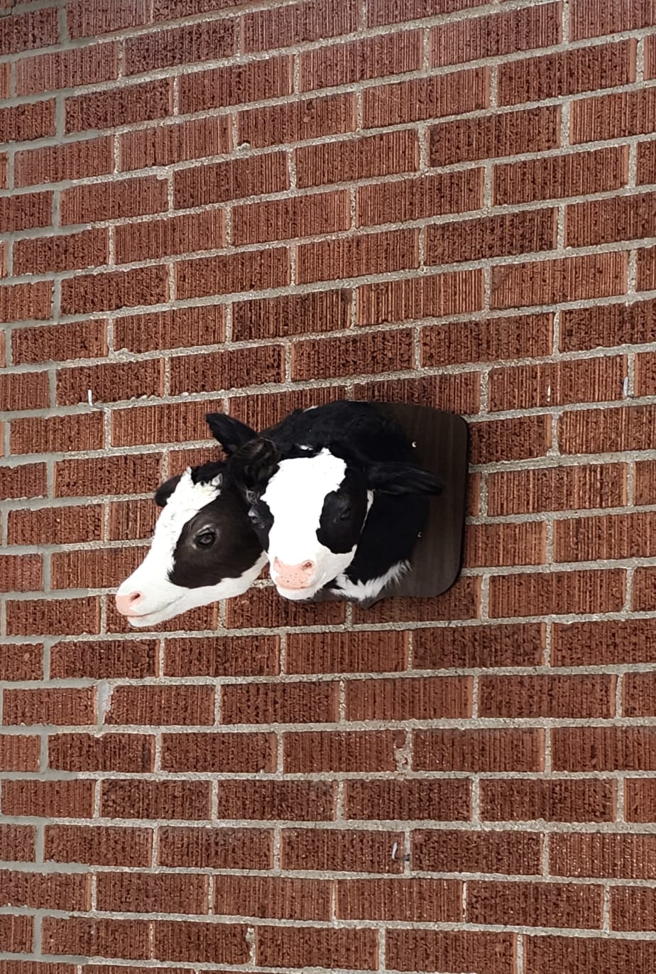 Two headed black and white shoulder mount calf taxidermy