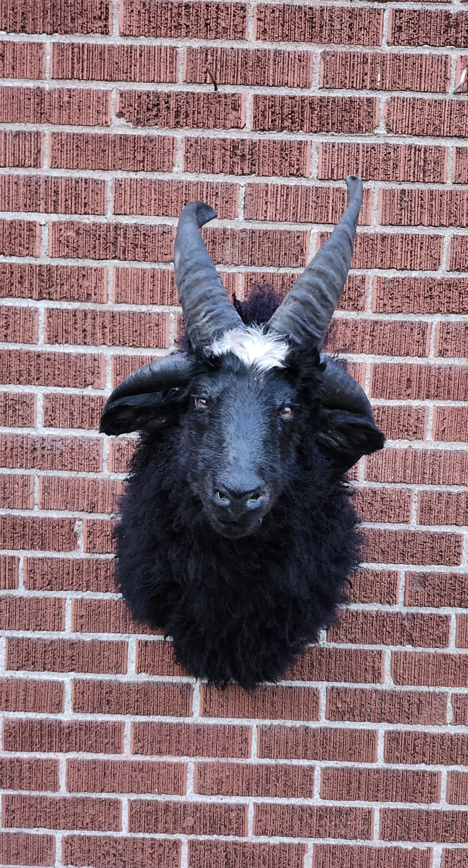 Shoulder mount four horned black jacob sheep taxidermy