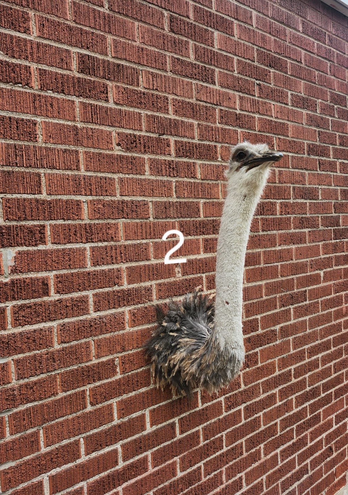 Ostrich taxidermy wall mounted