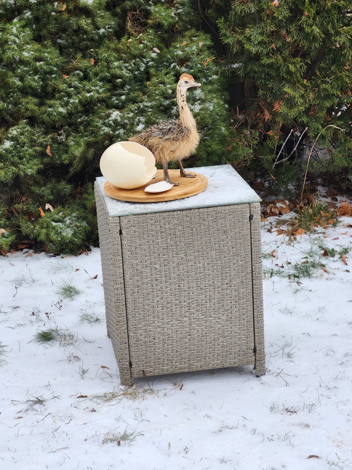 Baby ostrich taxidermy